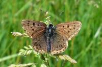 Lycaena tityrus