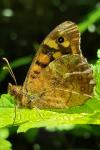 Pararge aegeria
