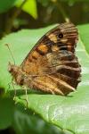 Pararge aegeria