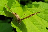 Pararge aegeria
