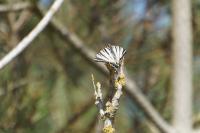 Iphiclides podalirius