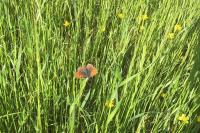 Lycaena tityrus