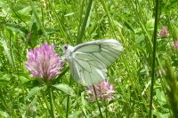 Aporia crataegi