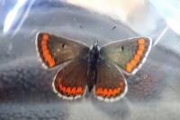Aricia agestis