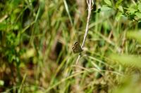 Aricia agestis