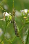 Pieris brassicae
