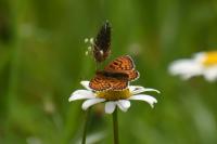Melitaea parthenoides