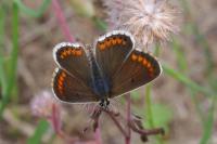 Aricia agestis