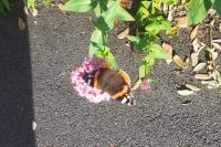 Vanessa atalanta