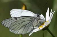 Aporia crataegi