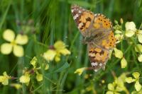 Vanessa cardui