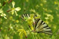 Iphiclides podalirius