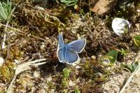 Plebejus argus