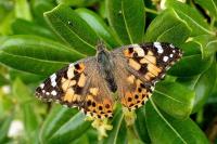 Vanessa cardui
