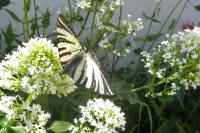 Iphiclides podalirius