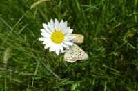 Lycaena tityrus