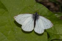 Pieris napi