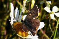 Lycaena tityrus
