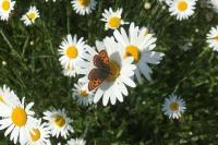 Lycaena tityrus