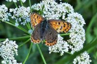 Lycaena tityrus
