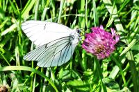 Aporia crataegi