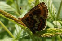 Melitaea parthenoides