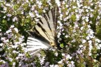Iphiclides podalirius