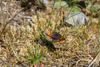 Melitaea parthenoides