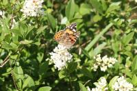 Vanessa cardui