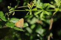 Satyrium pruni