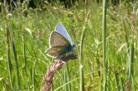 Polyommatus icarus