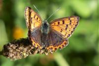 Lycaena tityrus