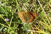 Issoria lathonia