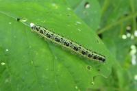 Pieris brassicae