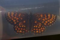 Melitaea athalia