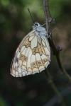 Melanargia galathea