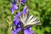 Iphiclides podalirius