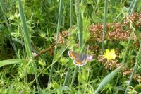 Aricia agestis