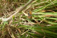 Lycaena tityrus