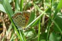Lycaena tityrus