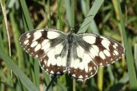 Melanargia galathea