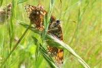 Melitaea phoebe