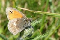 Coenonympha pamphilus