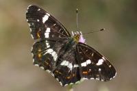 Araschnia levana