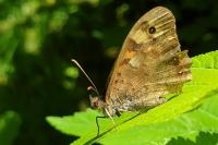 Pararge aegeria