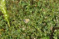 Coenonympha pamphilus