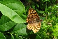 Pararge aegeria