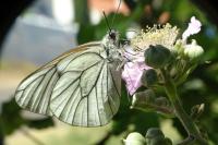 Aporia crataegi