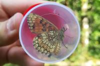 Melitaea athalia