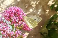 Pieris brassicae